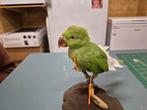 Opgezette Halsbandparkiet, Verzamelen, Ophalen of Verzenden, Nieuw, Vogel, Opgezet dier
