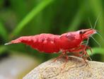 Red Cherry Shrimp | Vuur garnaaltjes, Ophalen