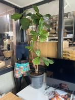 Kamerplant - Ficus Lyrata Vertakt - 160cm - Opruiming, Huis en Inrichting, Kamerplanten, Ficus, Halfschaduw, 200 cm of meer, Ophalen