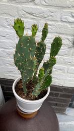 Cactus plant met pot €7, Ophalen, Cactus, Volle zon, Minder dan 100 cm
