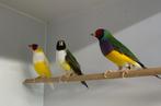 Trio (3) goulds / gouldamadines voor 70 of 55 euro per 3, Meerdere dieren, Tropenvogel