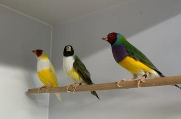 Trio (3) goulds / gouldamadines voor 70 of 55 euro per 3 beschikbaar voor biedingen
