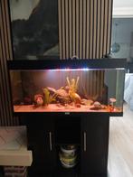 Aquarium met 6 vissen, Dieren en Toebehoren, Vissen | Aquariumvissen, Vis, Zoetwatervis