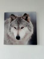 Foto van wolf, 75 tot 100 cm, Print, Zo goed als nieuw, Ophalen