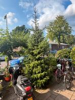 Kerstboom drie meter hoog, Tuin en Terras, Planten | Bomen, Ophalen of Verzenden, Volle zon, Overige soorten