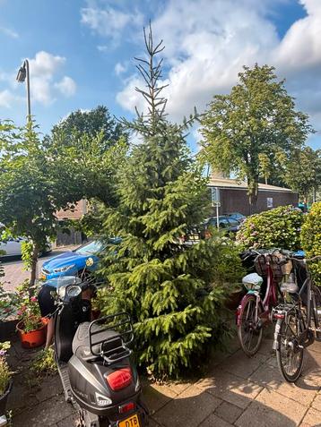 Kerstboom drie meter hoog beschikbaar voor biedingen
