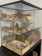 Gerbil en hamster terrarium – Luxe knaagdierkooi, Minder dan 60 cm, Ophalen of Verzenden, Minder dan 75 cm, Nieuw