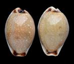 Schelpen: Cypraea gangranosa 24,6-28,8mm (Gem) Per stuk, Ophalen of Verzenden, Schelp(en)