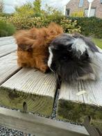 Jonge Cavia’s, Dieren en Toebehoren, Knaagdieren, Juli, Meerdere dieren, Cavia