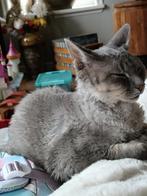 Lieve Devon Rex, Dieren en Toebehoren, Katten en Kittens | Raskatten | Korthaar, Poes, Met stamboom, 0 tot 2 jaar