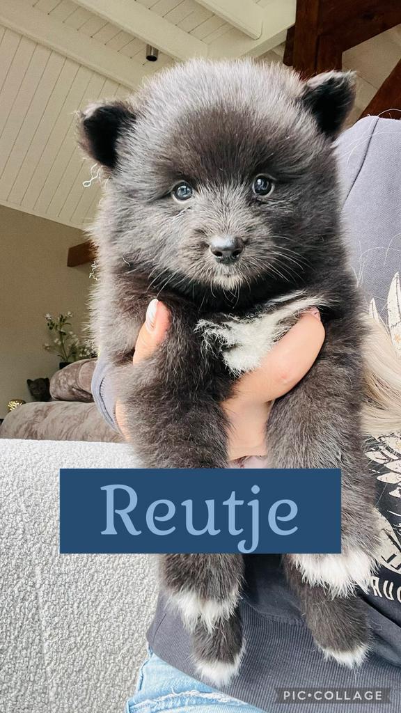 Stamboom pomsky pup de laatste uit nestjes van 8, Dieren en Toebehoren, Honden | Poolhonden, Keeshonden en Oertypen, Meerdere dieren