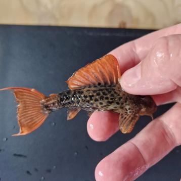 L600 pseudacanthicus Leopardus A Grade l nummer Pleco beschikbaar voor biedingen