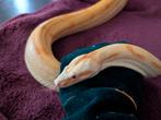 Boa Constrictor - Sunset Sharp Albino, Dieren en Toebehoren, Reptielen en Amfibieën, Slang, 3 tot 6 jaar