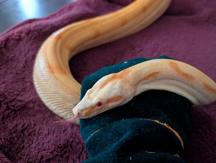 Boa Constrictor - Sunset Sharp Albino