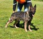 Ter dekking duitse herder IGP III, Dieren en Toebehoren, Reu, CDV (hondenziekte), Eén hond, 3 tot 5 jaar