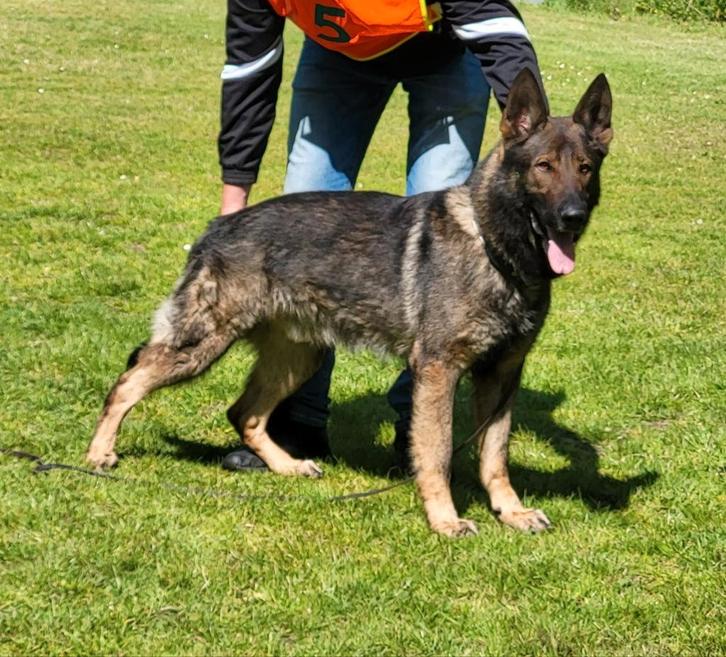 Ter dekking duitse herder IGP III aangekeurd, Dieren en Toebehoren, Honden | Dekreuen, Reu, Particulier, Eén hond, Nederland, 3 tot 5 jaar