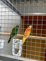 Te koop splendid parkieten/bourkes wegens beëindiging hobby, Dieren en Toebehoren, Vogels | Parkieten en Papegaaien, Meerdere dieren