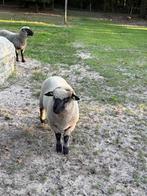 Shrobshire zuivere ram te koop, Mannelijk, Schaap, 0 tot 2 jaar