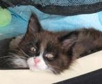 Maine coon kittens met stamboom, Dieren en Toebehoren, Katten en Kittens | Raskatten | Langhaar, Met stamboom