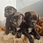 Laatste pup, meisje : CaneCorso x BordeauxDog, Dieren en Toebehoren, Overige rassen, 8 tot 15 weken, Teef, Eén hond