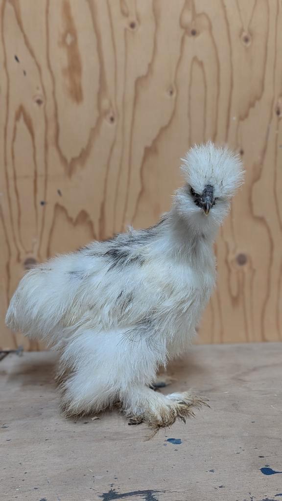 Prachtige USA zijdehoender haan bont, Dieren en Toebehoren, Pluimvee, Kip, Mannelijk