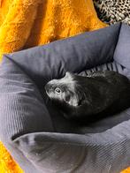 Lief gladhaar cavia beertje, Dieren en Toebehoren, Cavia