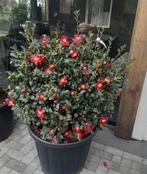 Tuinplanten, Tuin en Terras, Planten | Struiken en Hagen, Ophalen, Overige soorten, Struik, 100 tot 250 cm