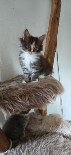 Hypoallergeen kittens Siberische kat x bengaal, Meerdere dieren, Ontwormd, 0 tot 2 jaar