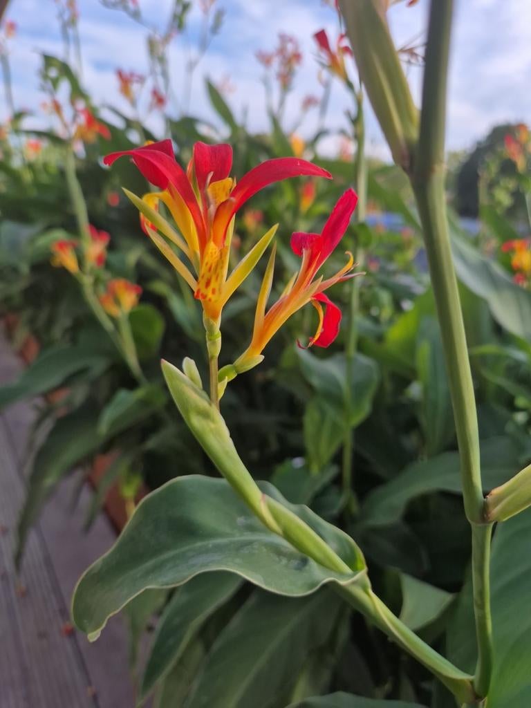 Cannazaden - Prachtige zomerbloeier, Tuin en Terras, Planten | Tuinplanten, Overige soorten, Volle zon, Vaste plant, Ophalen of Verzenden