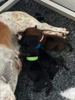 Pups, Standaard, 8 tot 15 weken, Korthaar, Meerdere