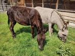 Tamme ezels te koop | Brenda en Loes | Ezelinnen, Mei, Meerdere dieren