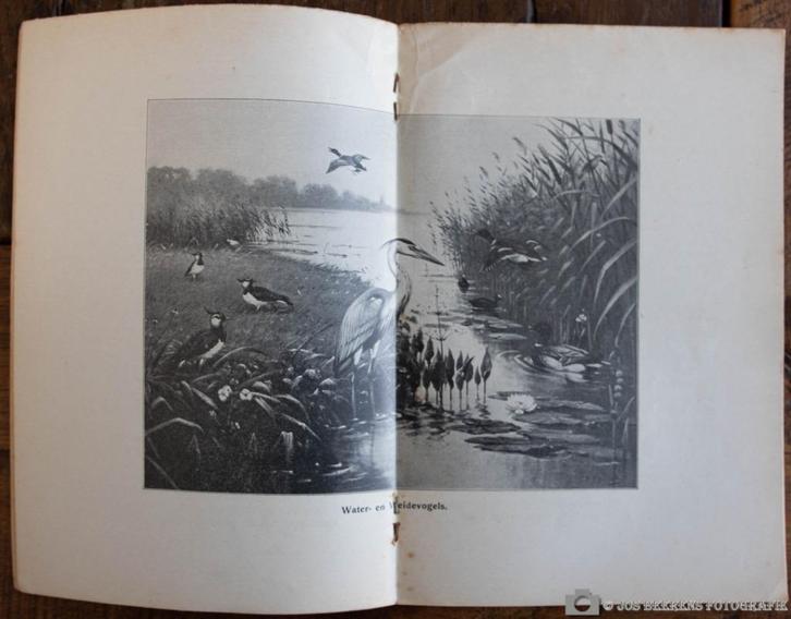 schoolplaat – Water en weidevogels    , Antiek en Kunst, Antiek | Schoolplaten, Natuur en Biologie, Verzenden