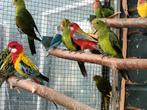 Veel keuze in Prachtrosella's | Passend advies, Dieren en Toebehoren, Vogels | Kanaries, Vrouwelijk, Kleurkanarie