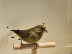 Te koop groenling man, Dieren en Toebehoren, Vogels | Overige Vogels, Mannelijk, Wildzangvogel, Geringd