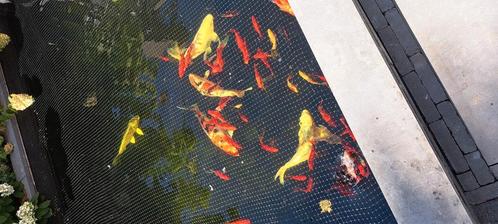 Complete vijver met koi's goudvissen filter en pomp, Dieren en Toebehoren, Vissen | Vijvervissen, Karper of Koi