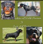 Rottweilerpups verwacht eind mei uit unieke combinatie!, Dieren en Toebehoren, Particulier, Meerdere, 8 tot 15 weken, Meerdere dieren