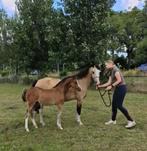 Verschillende welsh sectie B pony's, Dieren en Toebehoren, Merrie, Niet van toepassing, Gechipt, C pony (1.27m tot 1.37m)