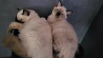 Ragdolls kitten mannetje en vrouwtje, Dieren en Toebehoren, Katten en Kittens | Overige Katten, Meerdere dieren, Langharig, 0 tot 2 jaar