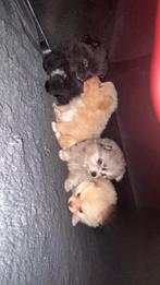 Keeshondje/pomperiaan, 8 tot 15 weken, Meerdere, Meerdere dieren, Nederland