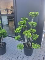 Ilex cren.Green hedge Bonsai, Tuin en Terras, Bloeit niet, Halfschaduw, Overige soorten, Minder dan 100 cm