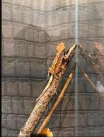 3 wimper gekkos, Dieren en Toebehoren, Reptielen en Amfibieën, Amfibie, Met terrarium, 0 tot 2 jaar