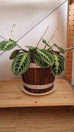 Calathea met pot, Ophalen, Overige soorten, Minder dan 100 cm