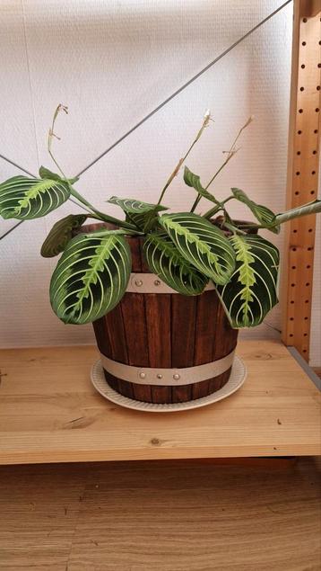 Calathea met pot  beschikbaar voor biedingen