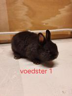 Mooie kleurdwerg jong, Dieren en Toebehoren, Konijnen, Mannelijk, Dwerg