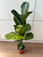 Fiddle Leaf Fig (Ficus Lyrata) - 65cm (exc.pot), Ophalen, Halfschaduw, Minder dan 100 cm