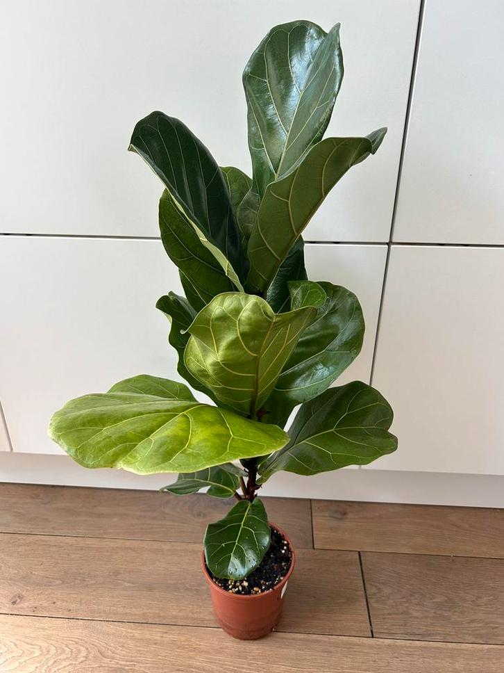 Fiddle Leaf Fig (Ficus Lyrata) - 65cm (exc.pot), Huis en Inrichting, Kamerplanten, Minder dan 100 cm, Halfschaduw, Ophalen