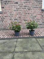 Winterbloeiende groenblijvende sneeuwbal, Volle zon, Vaste plant, Herfst, Ophalen