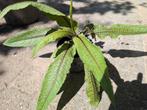 Bloedzuring, Overige soorten, Vaste plant, Ophalen of Verzenden, Halfschaduw