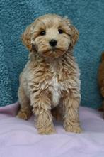 Prachtige Doodle Pups Beschikbaar!, Overige rassen, 8 tot 15 weken, Meerdere, Meerdere dieren