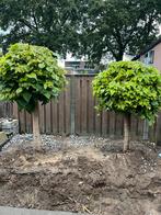 Bolcatalpa,s, Tuin en Terras, Planten | Bomen, Ophalen, Volle zon, Overige soorten